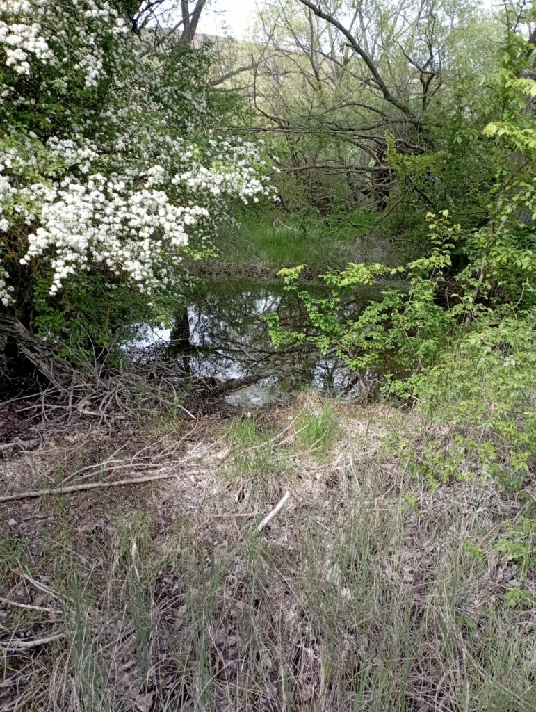 Charcas de las Adoberas en Amaya, hábitat de ranas y anfibios