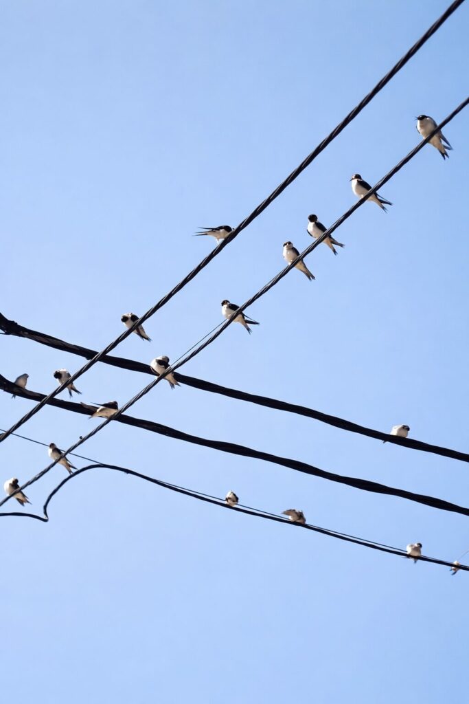 Golondrinas juntándose para emigrar