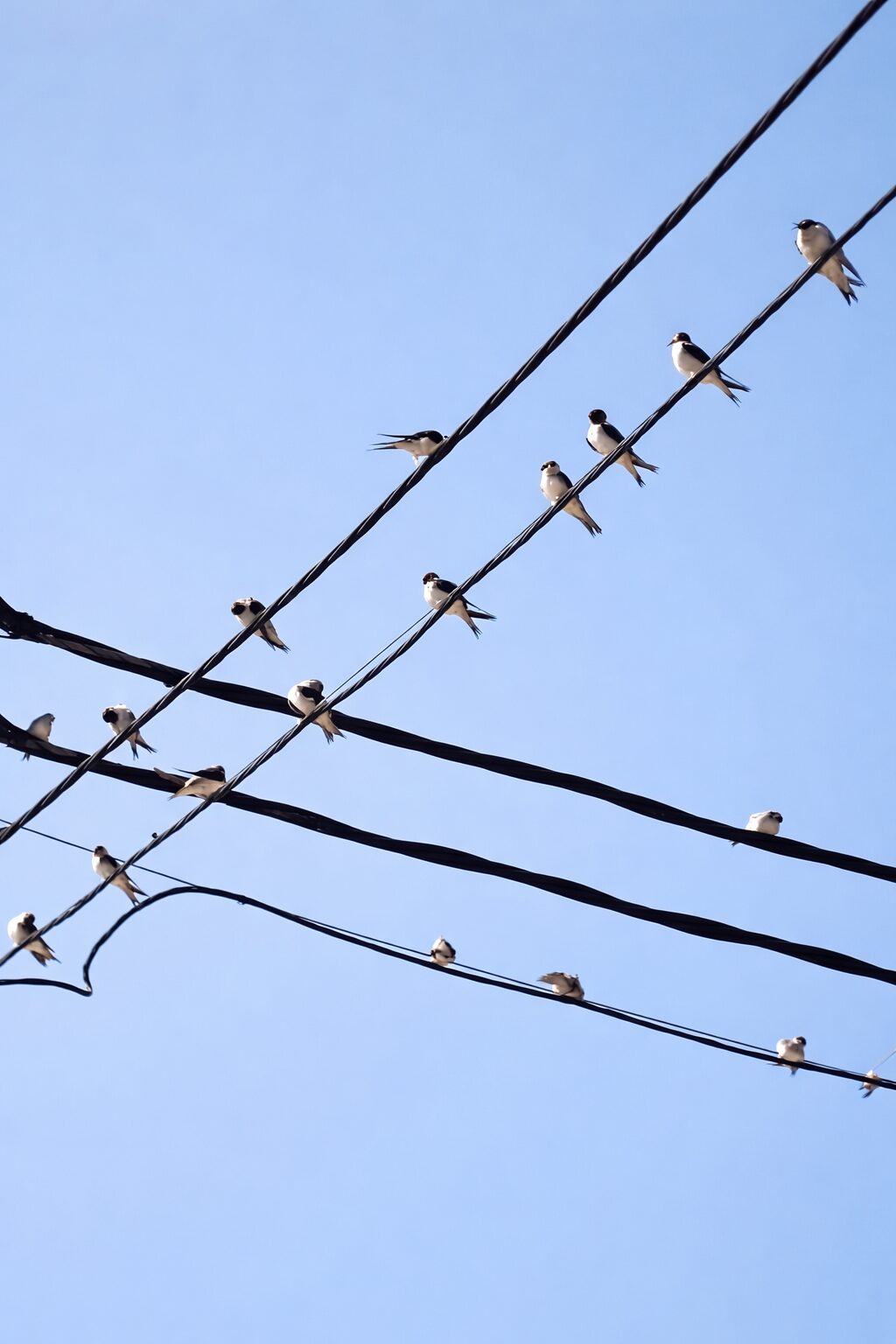 Golondrinas juntándose para emigrar