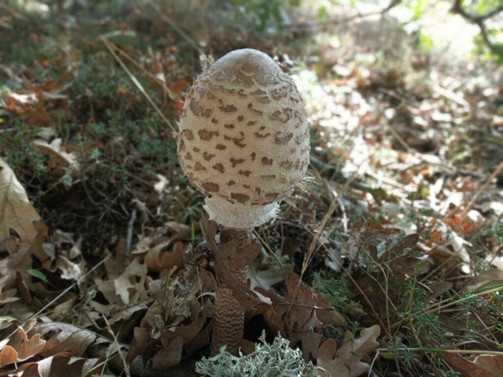 Lepiota joven en Amaya (Burgos)