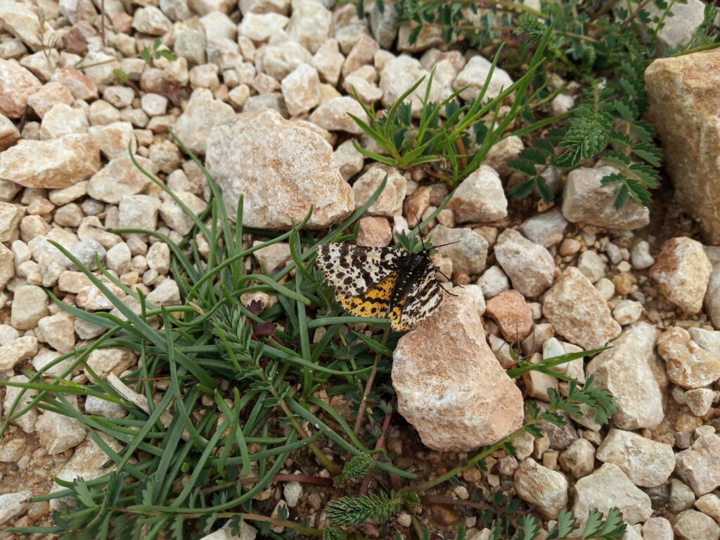Mariposa en el entorno natural de Amaya durante la primavera