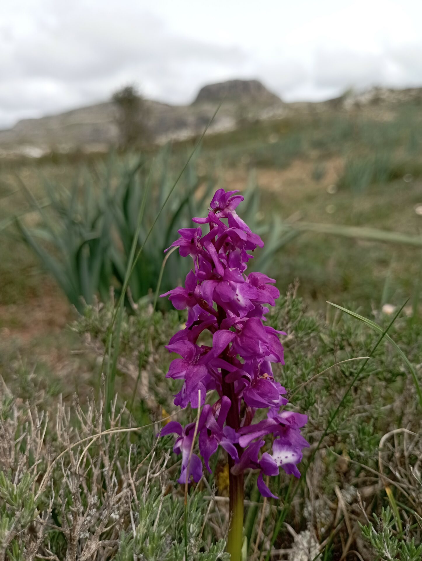 Orquídea en Peña Amaya en noroeste de Burgos