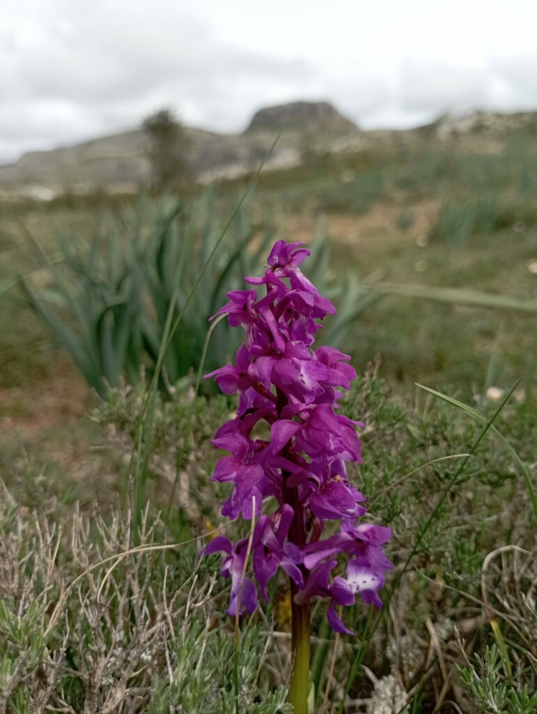 Orquídeas en Peña Amaya