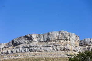 Buitres leonados sobrevolando Peña Amaya en zona ZEPA del noroeste de Burgos