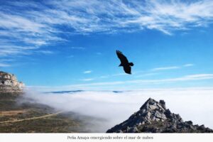 Buitre volando sobre la Peña Amaya emergiendo del mar de nubes en Burgos, espacio ZEPA.