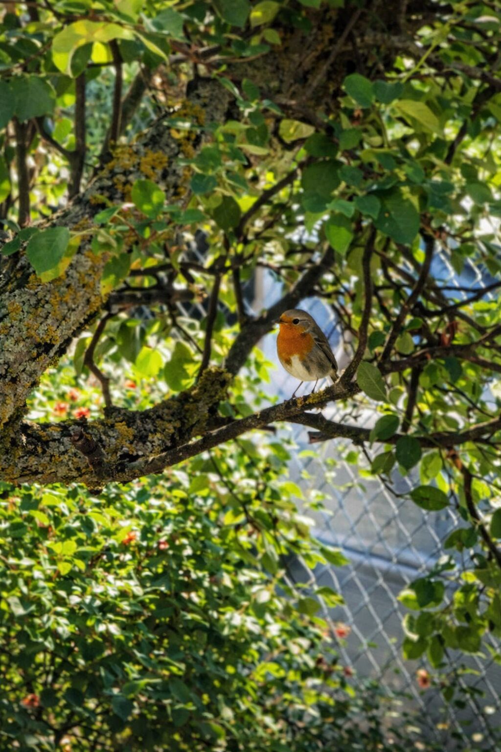 Petirrojo en jardín de Casa Rural El Hidalgo en Amaya