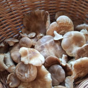 Setas de cardo recolectadas en Amaya, Burgos